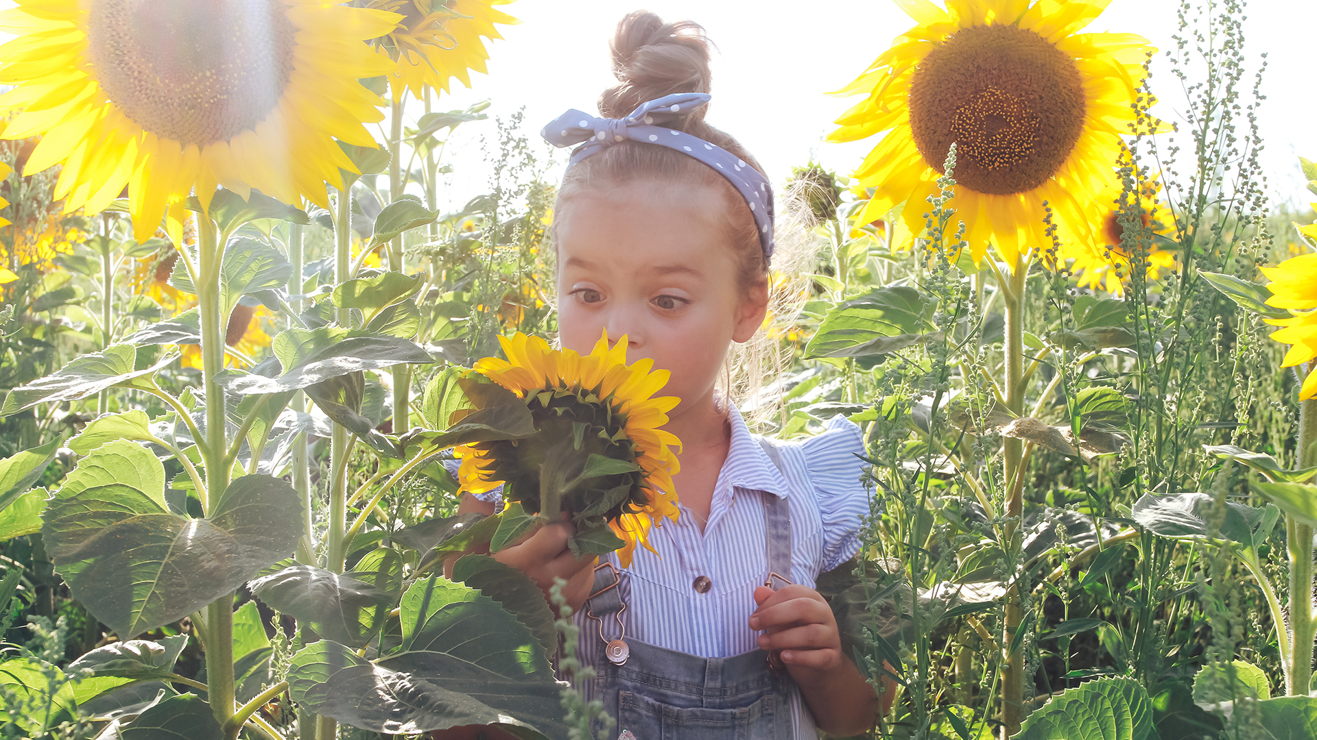 Funny beautiful girl with stylish hairdo, hairband and blue bow in sunflower field. Childhood, nature, summer concept. Front view of cute child with yellow sun flowers